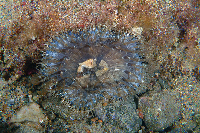 Cereus pedunculatus